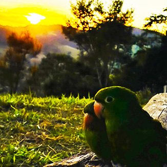 Casal Passarinho Por do Sol Pusada Vila D´Angelo Munhoz Minas Gerais Brazil